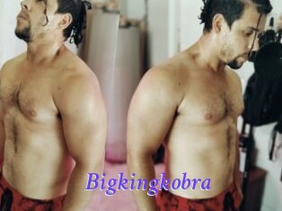Bigkingkobra