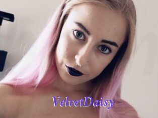 VelvetDaisy